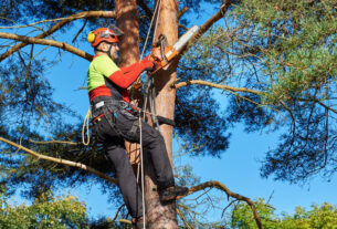 arborist climbing