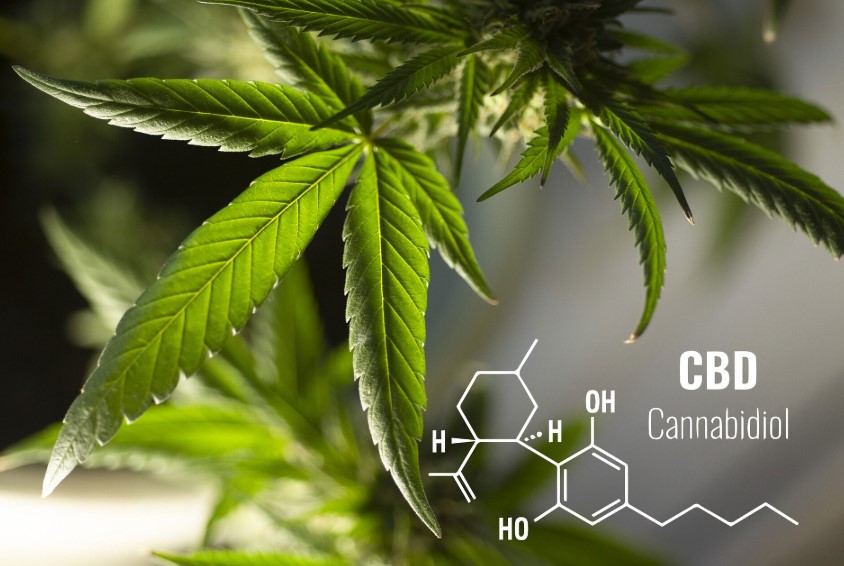 Beta-Caryophyllene Anxiety Effects