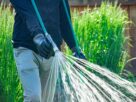 weed control in Edmonton